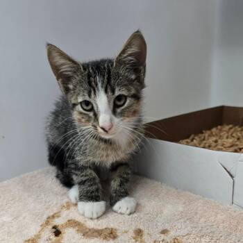 Weasley -  Domestic Short Hair Cat for Adoption - Weasley | PetCurious