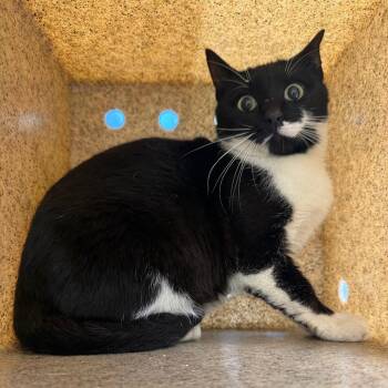 Domestic Short Hair Cats Available for Adoption - TUSC-Wildlife-83485 | PetCurious