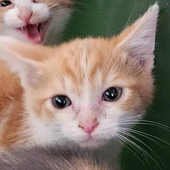 Domestic Short Hair Cats Available for Adoption - Hoosier | PetCurious