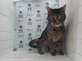 CHAOS -  Domestic Short Hair Cat for Adoption in Orlando, Florida - CHAOS | PetCurious