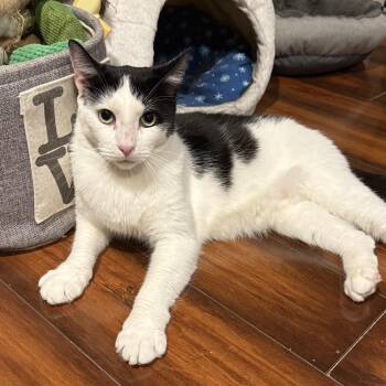Rescue Domestic Short Hair Cats for Adoption in Philadelphia, Pennsylvania - Nemo | PetCurious