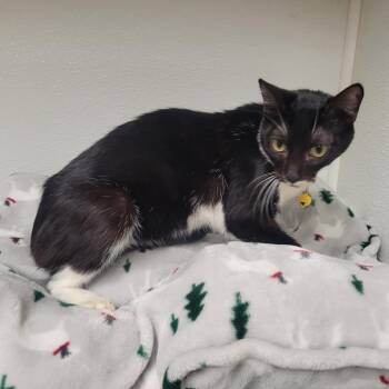 Domestic Short Hair Cats Available for Adoption - Cadence | PetCurious