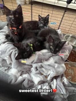 Boo -  Domestic Medium Hair Cat for Adoption in Vancouver, Washington - Boo | PetCurious