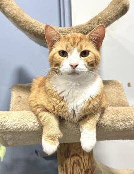 Rescue Domestic Short Hair Cats for Adoption in Beech Bottom, West Virginia - BOONE | PetCurious