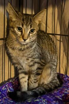 Swatermelon *IN FOSTER* -  Domestic Short Hair Cat for Adoption in South Bend, Indiana - Swatermelon *IN FOSTER* | PetCurious