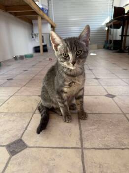 Rescue Tabby Cats for Adoption - Sam | PetCurious