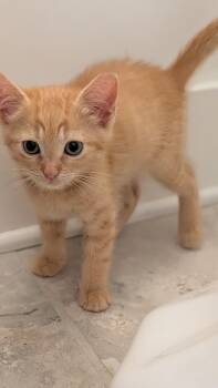 Opal -  Domestic Short Hair Cat for Adoption in Wilmington, North Carolina - Opal | PetCurious