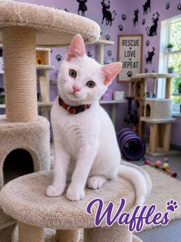 Waffles -  Domestic Short Hair Cat for Adoption in Mountain Home, Arkansas - Waffles | PetCurious