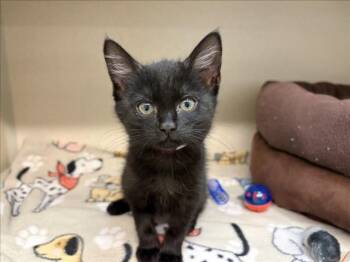 Domestic Short Hair Cats Available for Adoption in Loveland, Colorado - NYX | PetCurious
