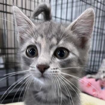 Cotton Candy - Chow Hound Northland -  Domestic Short Hair Cat for Adoption in Grand Rapids, Michigan - Cotton Candy - Chow Hound Northland | PetCurious