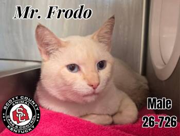 Mr. Frodo -  Domestic Short Hair Cat for Adoption in Georgetown, Kentucky - Mr. Frodo | PetCurious