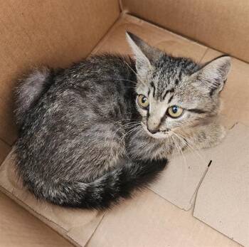 TONI TWO-PAWS -  Domestic Short Hair Cat for Adoption in San Antonio, Texas - TONI TWO-PAWS | PetCurious