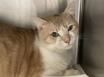 Domestic Short Hair Cats Available for Adoption in Tustin, California - BARBOSO | PetCurious