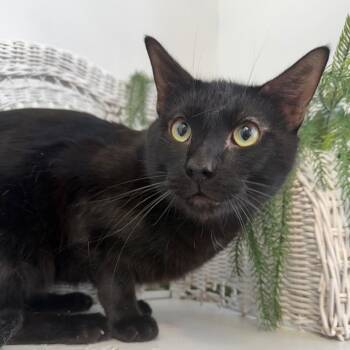 Domestic Short Hair Cats Available for Adoption - Goliver Phoenix 55844 | PetCurious