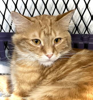 Rescue Domestic Long Hair Cats for Adoption in Estherville, Iowa - Valencia | PetCurious