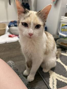 Rescue Domestic Medium Hair Cats for Adoption in Tulsa, Oklahoma - Dahlia | PetCurious