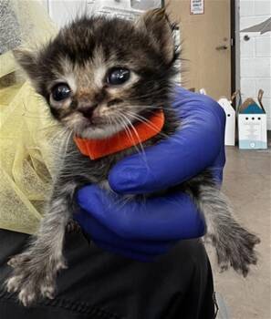 Domestic Medium Hair Cats Available for Adoption in Dallas, Texas - TRUFFLE | PetCurious