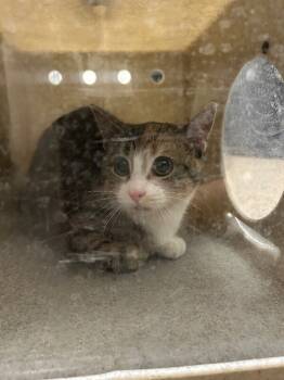 Rescue Domestic Short Hair Cats for Adoption in Fruit Heights, Utah - Princess | PetCurious