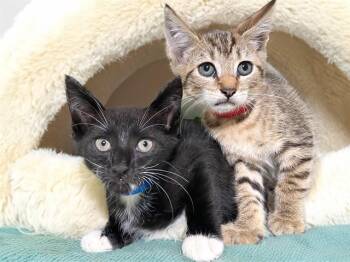 CARLOS -  Domestic Short Hair Cat for Adoption in Fort Lauderdale, Florida - CARLOS | PetCurious