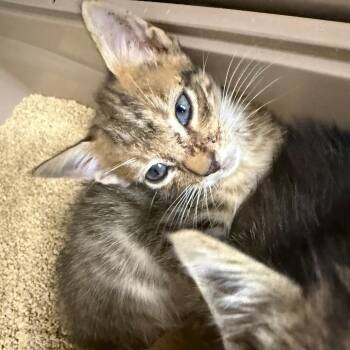 Lord -  Domestic Short Hair Cat for Adoption in Lake Panasoffkee, Florida - Lord | PetCurious
