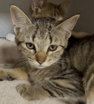 Miss Demeanor -  Domestic Short Hair Cat for Adoption in Osseo, Michigan - Miss Demeanor | PetCurious