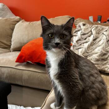 Sibley -  Domestic Medium Hair Cat for Adoption in Portland, Oregon - Sibley | PetCurious