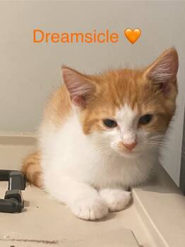 Rescue Domestic Short Hair Cats for Adoption in Wendell, North Carolina - Dreamsicle | PetCurious