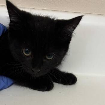 Dane -  Domestic Short Hair Cat for Adoption in Salt Lake City, Utah - Dane | PetCurious