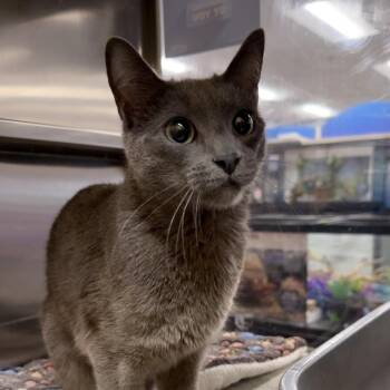 Russian Blue and American Shorthair Cats Available for Adoption in Hemet, California - Nirvana | PetCurious