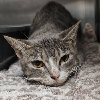 Ms. Whisperington -  Domestic Short Hair Cat for Adoption in Lakeland, Florida - Ms. Whisperington | PetCurious