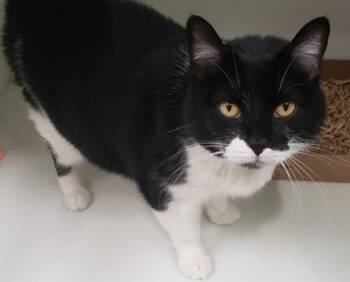 Rescue Domestic Short Hair Cats for Adoption in Cleveland, Ohio - Dilly | PetCurious