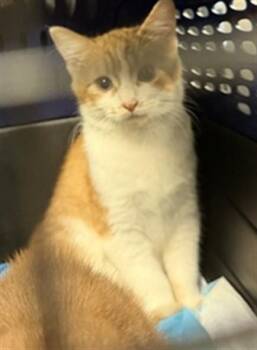 ASH -  Domestic Short Hair Cat for Adoption in Oklahoma City, Oklahoma - ASH | PetCurious