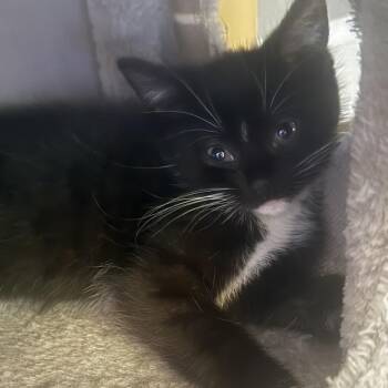 Whiskers ARC2026-369 -  Domestic Short Hair Cat for Adoption in Akron, New York - Whiskers ARC2026-369 | PetCurious