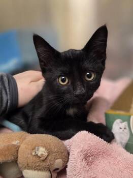 Benny the Jet -  Domestic Short Hair Cat for Adoption in Westland, Michigan - Benny The Jet | PetCurious