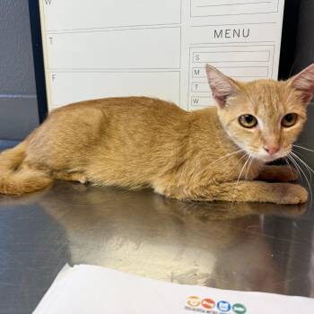 TUSC-Stray-84750 -  Domestic Short Hair Cat for Adoption in Tuscaloosa, Alabama - TUSC-Stray-84750 | PetCurious