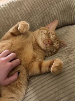 Aerlingus -  Domestic Short Hair Cat for Adoption in San Luis Obispo, California - Aerlingus | PetCurious