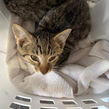Mario -  Domestic Short Hair Cat for Adoption in Morganton, North Carolina - Mario | PetCurious