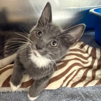 Hope -  Domestic Short Hair Cat for Adoption in Sarasota, Florida - Hope | PetCurious