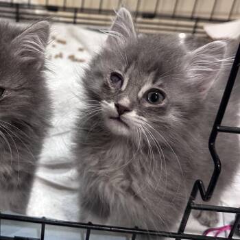 Arya -  Domestic Long Hair Cat for Adoption in Branson, Missouri - Arya | PetCurious