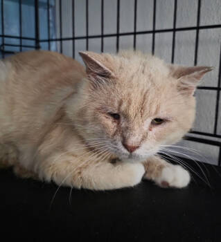 Rescue Domestic Short Hair Cats for Adoption in Pittsboro, North Carolina - Andy | PetCurious