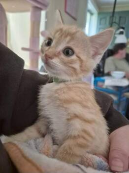 Rescue Domestic Medium Hair Cats for Adoption in Powdersville, South Carolina - Alexandra | PetCurious