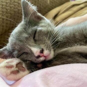 Gandalf Spencer -  Domestic Short Hair Cat for Adoption in Eagle Mountain, Utah - Gandalf Spencer | PetCurious
