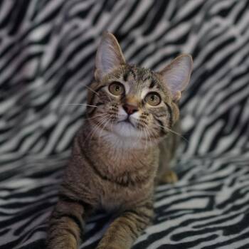 Domestic Short Hair Cats Available for Adoption in Wheaton, Illinois - Abby Cadabby | PetCurious