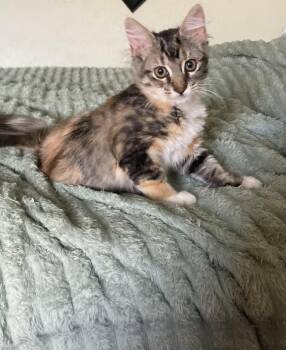 Rescue Calico Cats for Adoption in Tracy, California - Saffron | PetCurious