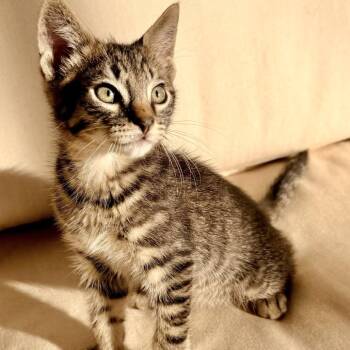 Comet -  Domestic Short Hair Cat Available for Adoption in NEW PT RICHEY, Florida - Comet | PetCurious