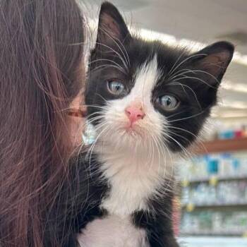 Lottie -  Domestic Short Hair Cat for Adoption in New Tazewell, Tennessee - Lottie | PetCurious
