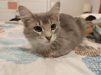 Rescue Domestic Short Hair Cats for Adoption in Ballwin, Missouri - Meatball | PetCurious