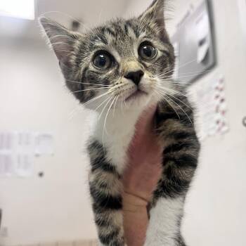Tasmania -  Domestic Medium Hair Cat for Adoption in Charleston, West Virginia - Tasmania | PetCurious