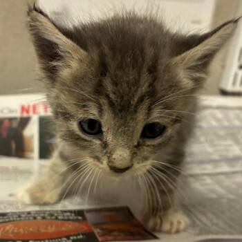 Domestic Short Hair Cats Available for Adoption in Yuma, Arizona - Jade | PetCurious