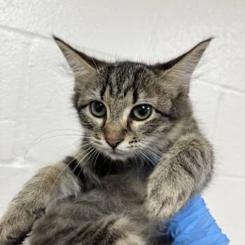 SVAS-Stray-39258 -  Domestic Medium Hair Cat for Adoption in Lyndhurst, Virginia - SVAS-Stray-39258 | PetCurious